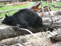 Sleeping bear